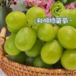 秋脆綠無籽葡萄